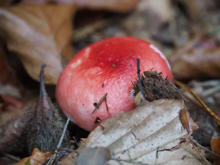 Vagevuurbos an Lippensgoed-Bulskampveld (Belgium)